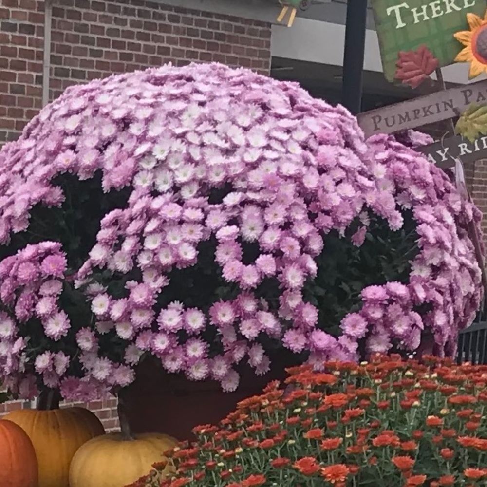 Meet your Posher, Janel